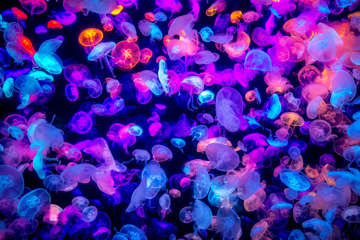many colorful jellyfish